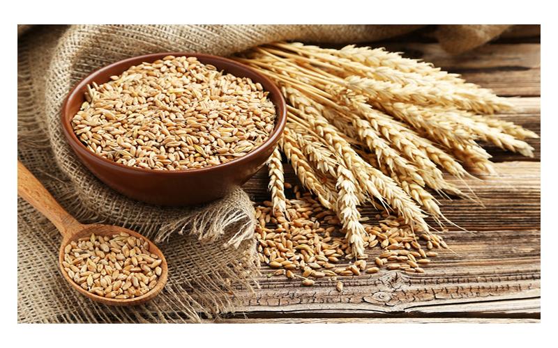 Buğday verimi artırmak için gübreleme ve bakım