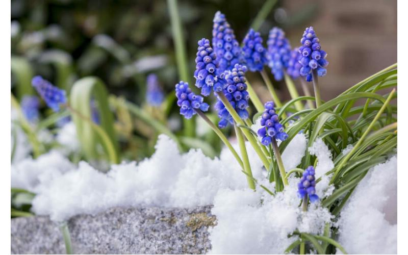 Kış aylarında evde ve bahçede yapılması gerekenler