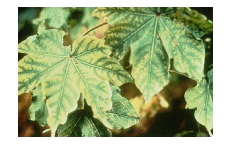 bitkilerde çinko eksikliği ve giderme yolları