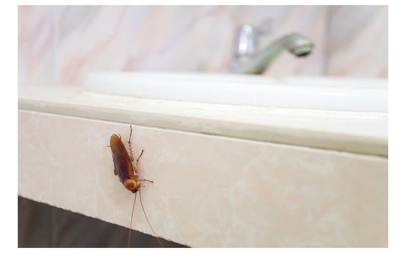 Hamam böceklerini kovacak 9 etkili çözüm