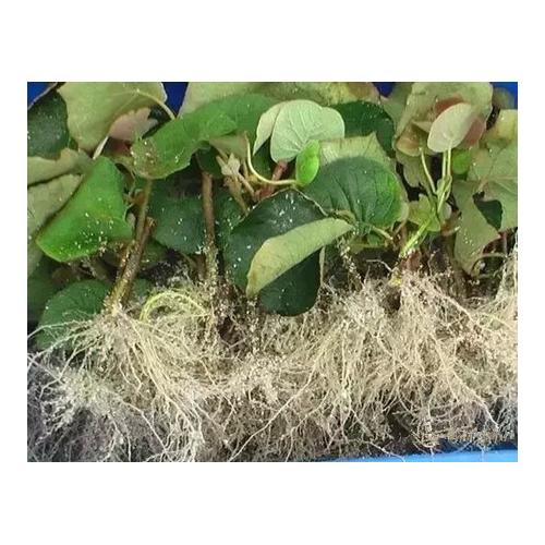 Masteroot Kullanıma Hazır JEL Fidan Köklendirme Hormon 60 gram