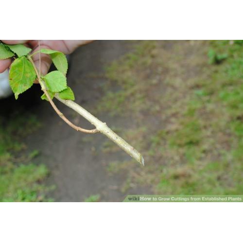 Masteroot Kullanıma Hazır JEL Fidan Köklendirme Hormon 60 gram