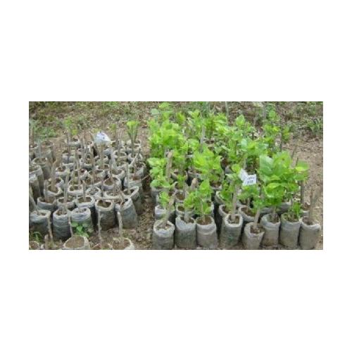 Masteroot Kullanıma Hazır JEL Fidan Köklendirme Hormon 60 gram