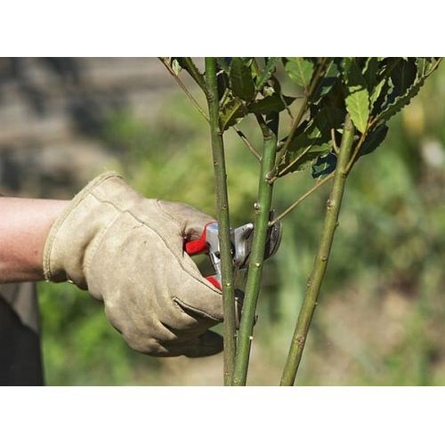 Masteroot Kullanıma Hazır JEL Fidan Köklendirme Hormon 60 gram