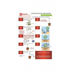 EastRoot® iba çözelti 1000 cc 1 litre  2000 ppm Kullanıma Hazır hormon