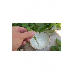 Köklendirme Hormonu 2000ppm (50 gr) toz Kullanıma Hazır