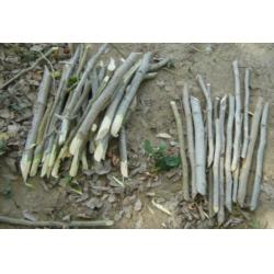 iba  Köklendirme Hormonu 25gr  İndol 3 Bütirik Asit Alkolde Çözünen